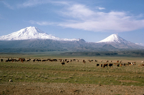 Turkey Mount Ararat and Little Ararat with cattle in the foreground